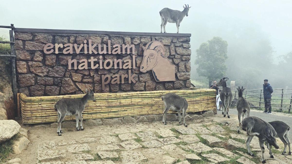eravikulam national park jpg