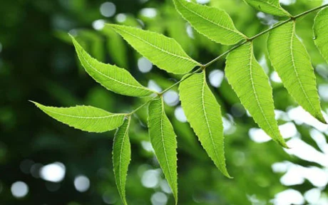 medicinal plants 500x500